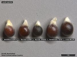   Seeds:   Luzula  sp.; Photo by South Australian Seed Conservation Centre, used with permission
